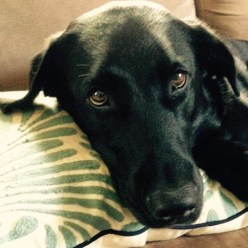 Joanna - guilty face, resting on my couch pillow.
