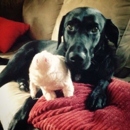 Joanna with her favorite pig. Usually they only last one day -- but this one is hanging on!