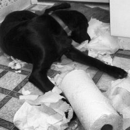 Joanna got hold of the paper towels :)