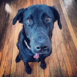 Seriously? Who can resist this guilty face with a dirty nose?