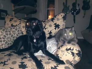 Joanna and Alvin making friends on my designer dog bed, formerly beautiful chair and a half. 